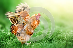 Beautiful Hen standing on the grass in blurred nature green background