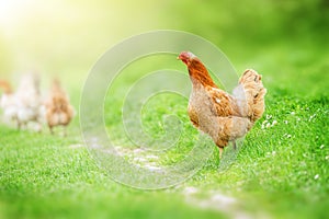 Beautiful Hen walking in the garden in nature green summer background