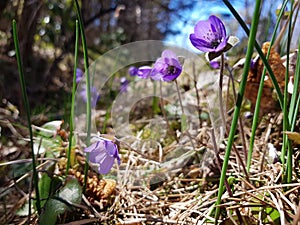 Beautiful Hepatica flowers