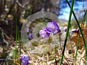 Beautiful Hepatica flowers