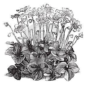 Beautiful Hepatica Triloba vintage engraving