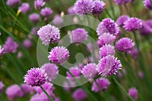 Beautiful Herb flowers