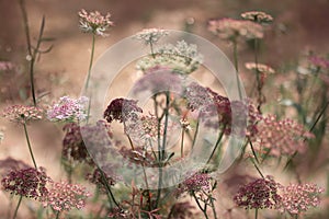 Beautiful herbal wild fennel flowers background