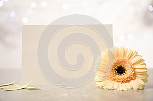Beautiful herbera flower and blank card with space for text table photo