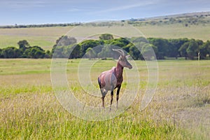 Beautiful herbivore - Antelope Roan