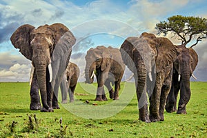 A beautiful herd of elephants with tusks.