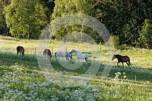 Beautiful herd of horses graze in spring meadow