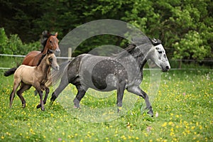 Beautiful herd of horses running together