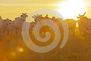 beautiful herd of Nelore cattle, Mato Grosso do Sul, Brazil photo