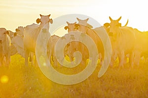 beautiful herd of Nelore cattle, Mato Grosso do Sul, Brazil photo