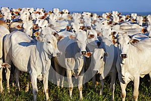 beautiful herd of Nelore cattle, Mato Grosso do Sul, Brazil photo