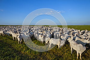beautiful herd of Nelore cattle, Mato Grosso do Sul, Brazil photo