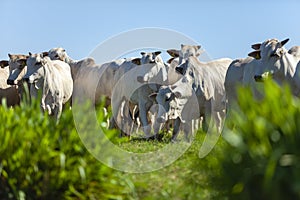 beautiful herd of Nelore cattle, Mato Grosso do Sul, Brazil photo