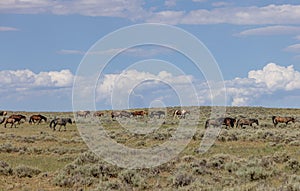 Beautiful Herd of Wild Horses in the Wyoming Desert