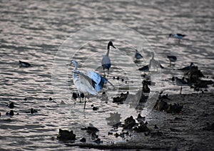 Beautiful Heron Dancing in the Shallow Water