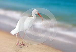 Beautiful Heron (ibis) on the beach