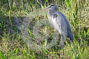Beautiful heron sitting in grass and loking for prey - Everglades National park - Florida - USA