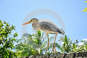 Beautiful heron standing on the fence