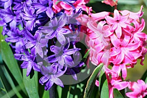 Beautiful hiacynth flowers