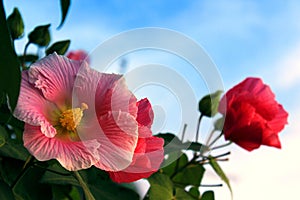 Beautiful hibiscus