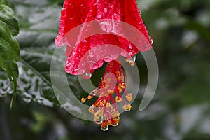 A beautiful hibiscus bud.