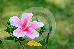 Beautiful hibiscus flower with blur background