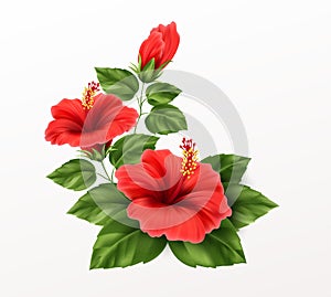 Beautiful hibiscus flower, buds and leaves isolated on white background. Exotic tropical plant realistic vector