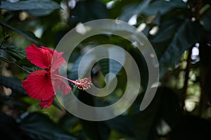 Beautiful hibiscus flower in dark background