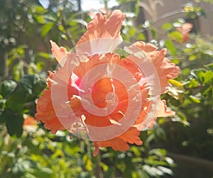 Beautiful hibiscus Flower in Orange.