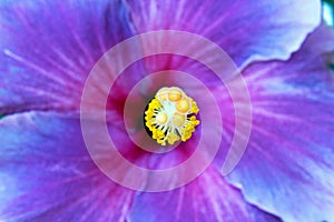 Beautiful Hibiscus flower, Rose Mallow flower, close-up