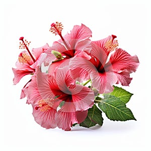 Beautiful Hibiscus Flowers Symbolism And Asian-inspired Art
