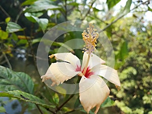 Beautiful hibiscus rosasinensis flower in my house photo