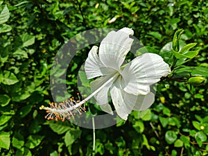 Beautiful Hibiscus waimeae flower in the Garden.