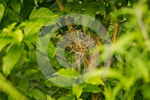 A beautiful hidden nest of a small bird in a bush