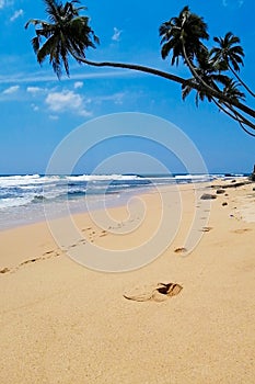 Beautiful hidden untouched tropical beach in Sri Lanka, blue sky, palms, ocaen and silence