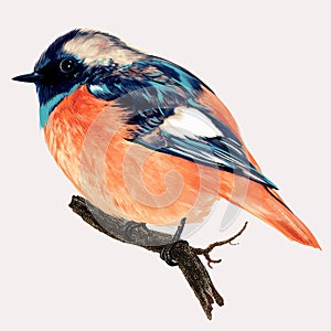 Beautiful high detailed vector bird illustration for design