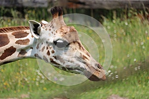 Beautiful high giraffe spots wild long neck fast horns photo