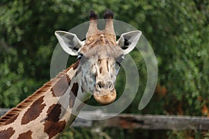 Beautiful high giraffe spots wild long neck fast horns photo