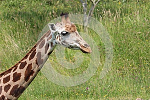 beautiful high giraffe spots wild long neck fast horns photo