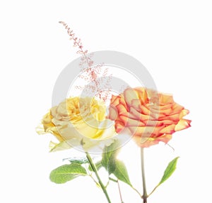 A beautiful high key pastel Orange and georgeous yellow rose