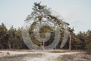 Beautiful high pine tree growing in front of pine forest