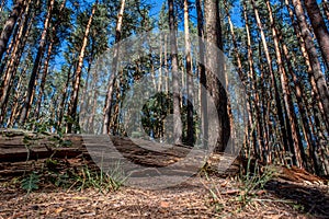 Beautiful high pine trees in the forest during summer day