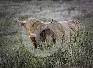 The beautiful Highland Cow