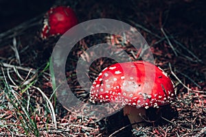 A beautiful but highly poisonous red mushroom with white points