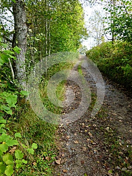 Beautiful hiking path with autumn leaves and trees lined