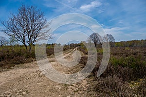 Beautiful hiking trail in the Drover Heide nature reserve