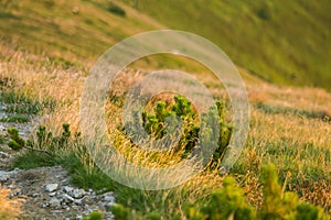 A beautiful hiking trail in the mountains. Mountain landscape in Tatry, Slovakia.