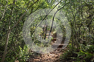 Beautiful hiking trail in the park with lots og vegetation and foilage