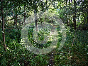 Beautiful hiking trial footpath through lush green forest