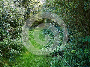 Beautiful hiking trial footpath through lush green forest